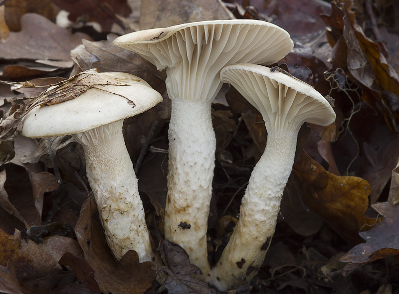 Hygrophorus persoonii